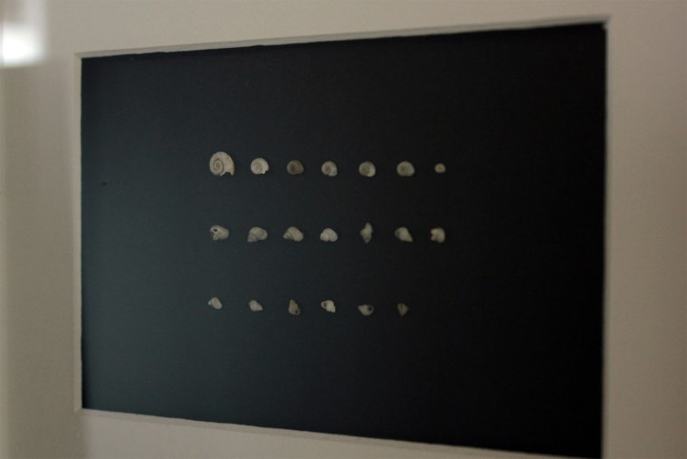 Tiny-Art-Collection-Shells-in-Frame