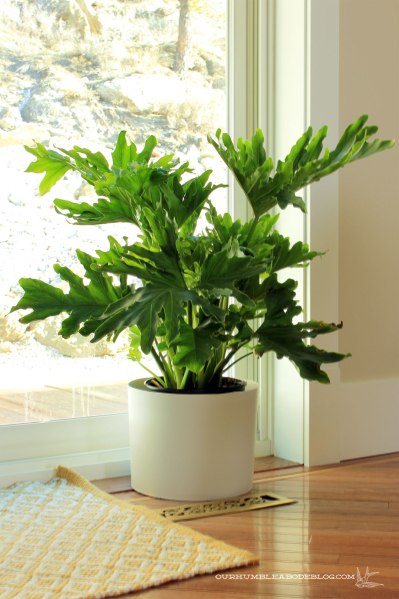 Big-Leaf-Philodendron