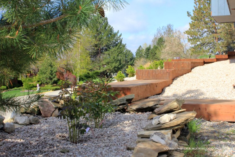 Peonies-and-Boxwood-by-Front-Walk