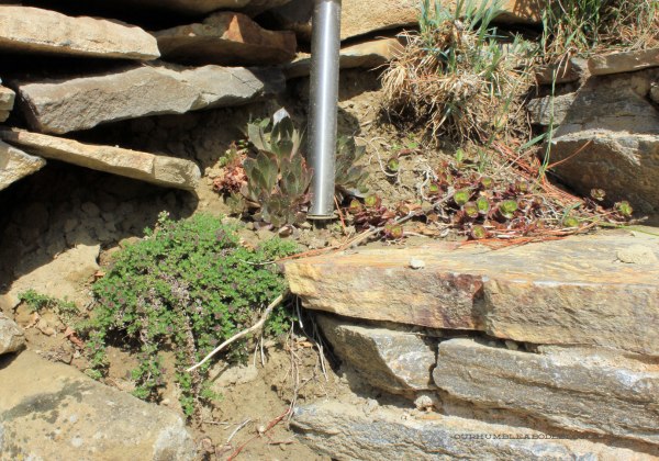 Succulents-by-Stairs-in-Back-Yard