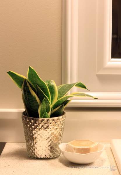 Main-Bathroom-Plant-and-Soap-Dish-Detail