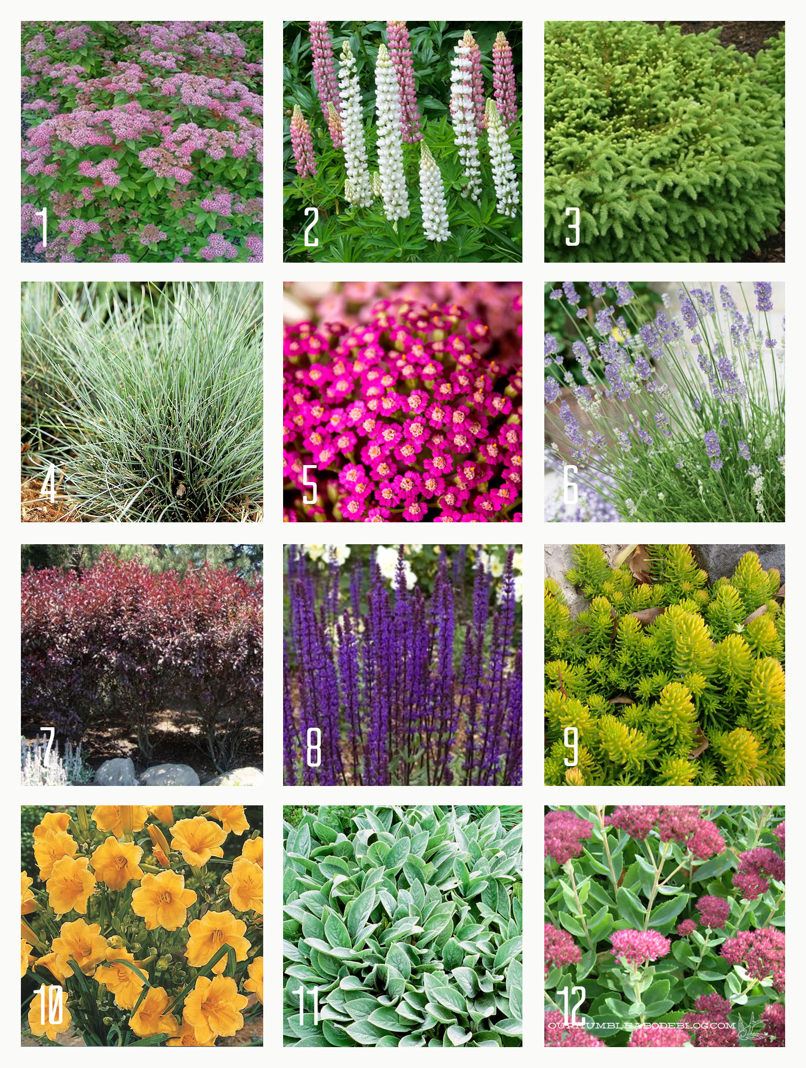 Twelve-Full-Sun-Plants