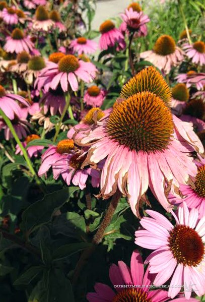Coneflower
