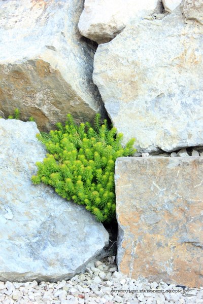 Propagating-Succulents-Large-Plant