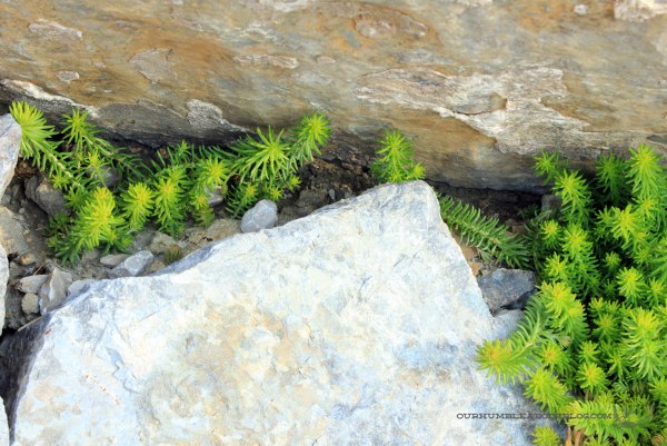 Propagating-Succulents-Old-Growth