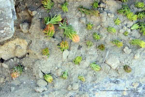 Propagating-Succulents-Rooted