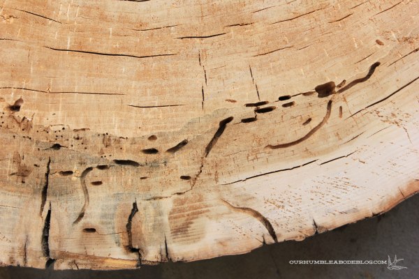 Stump-Coffee-Table-Bug-Trails