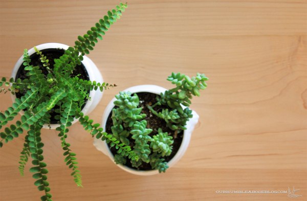 Maple-Desk-Top-Detail