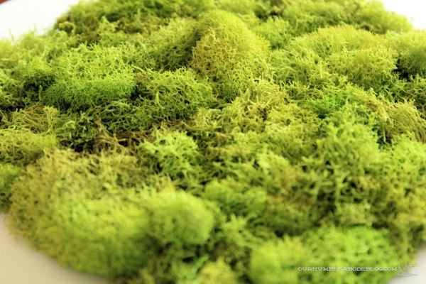 Moss-Art-Texture
