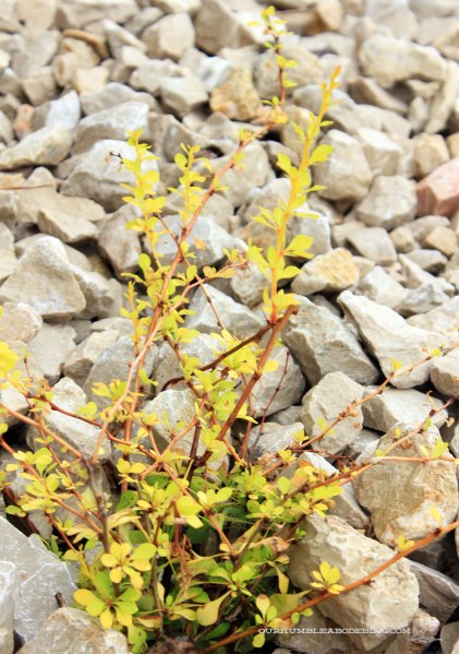 Golden-Dwarf-Barberry