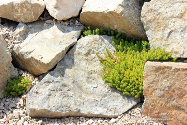 Waterfall-Stonecrop-Angelina