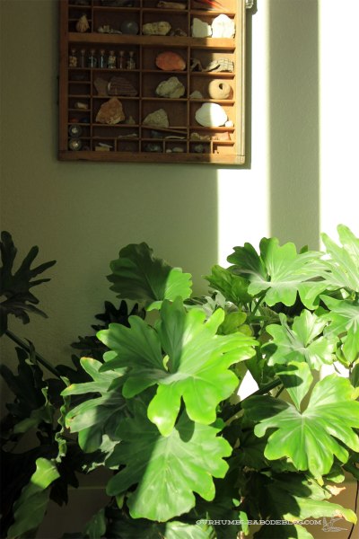 Big-Leaf-Philodendron-Plant-in-Living-Room