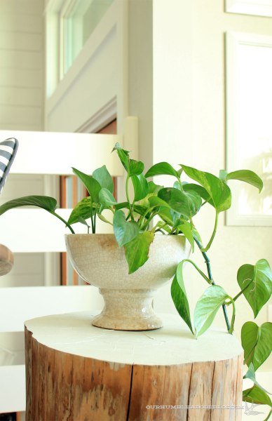 Pothos-in-Living-Room