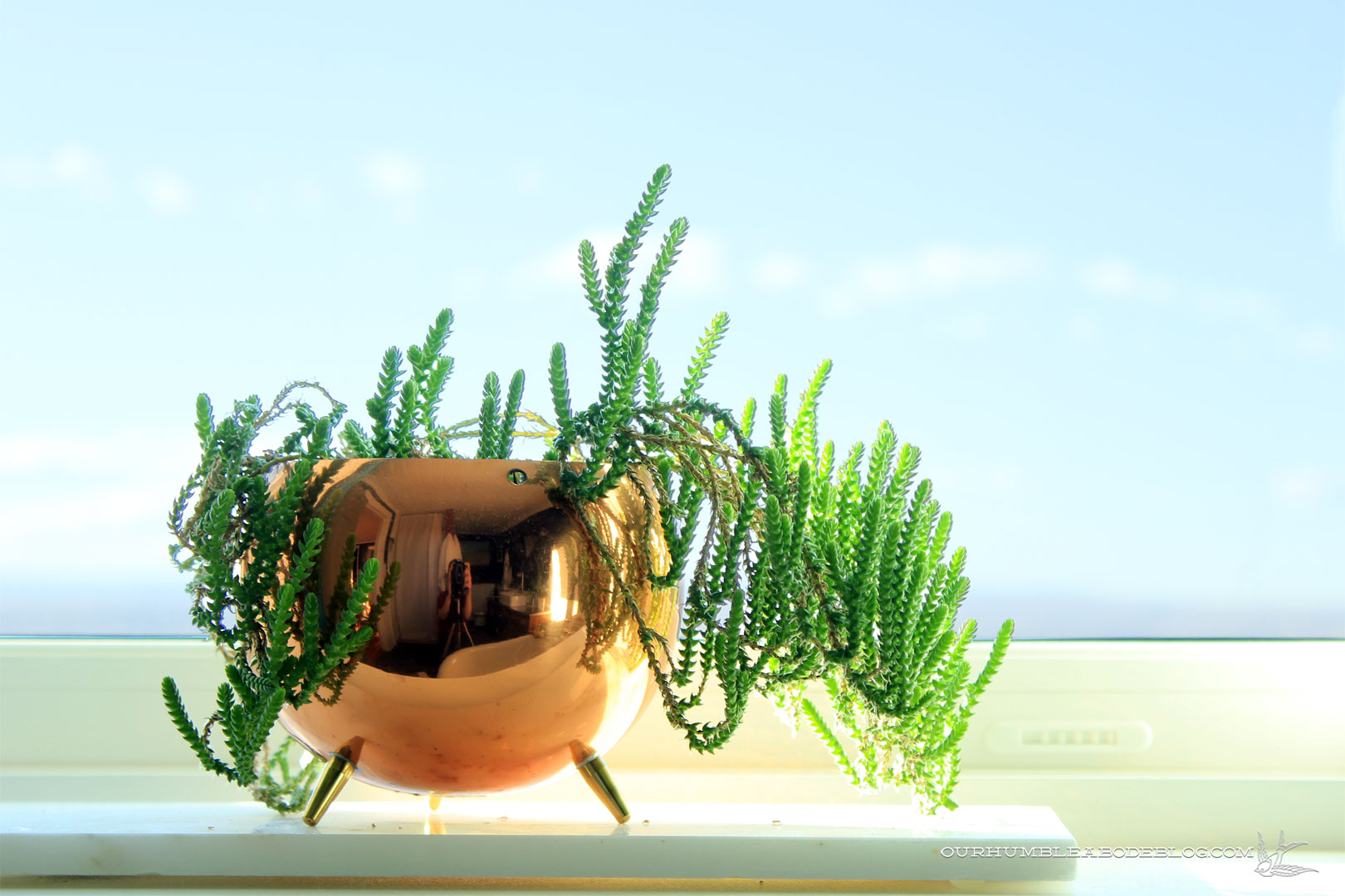 Princess-Pine-Succulent-on-Master-Window