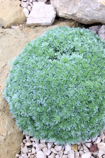 May-Garden-Artemisia