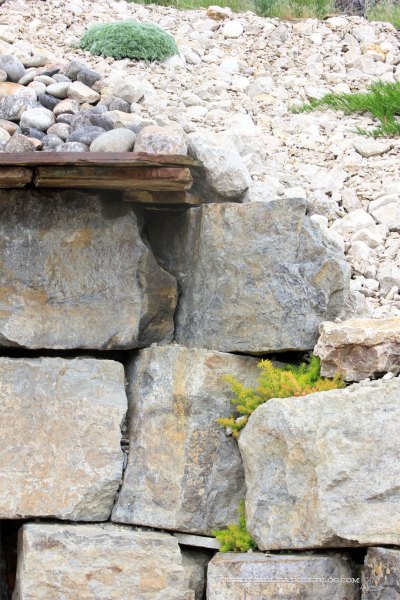 May-Garden-Stonecrop-Angelina-in-Waterfall-Cracks