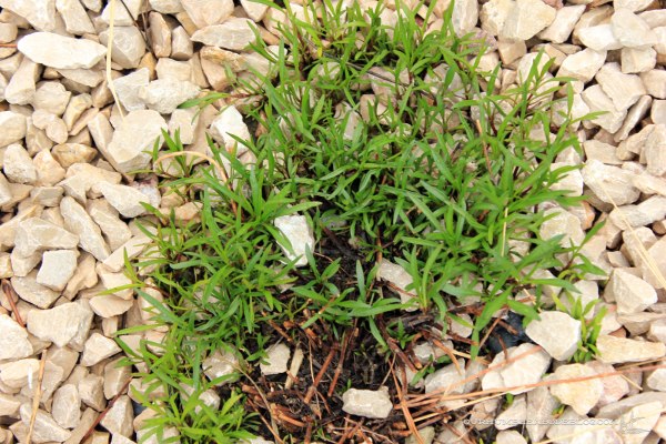 May-Garden-Threadleaf-Coreopsis