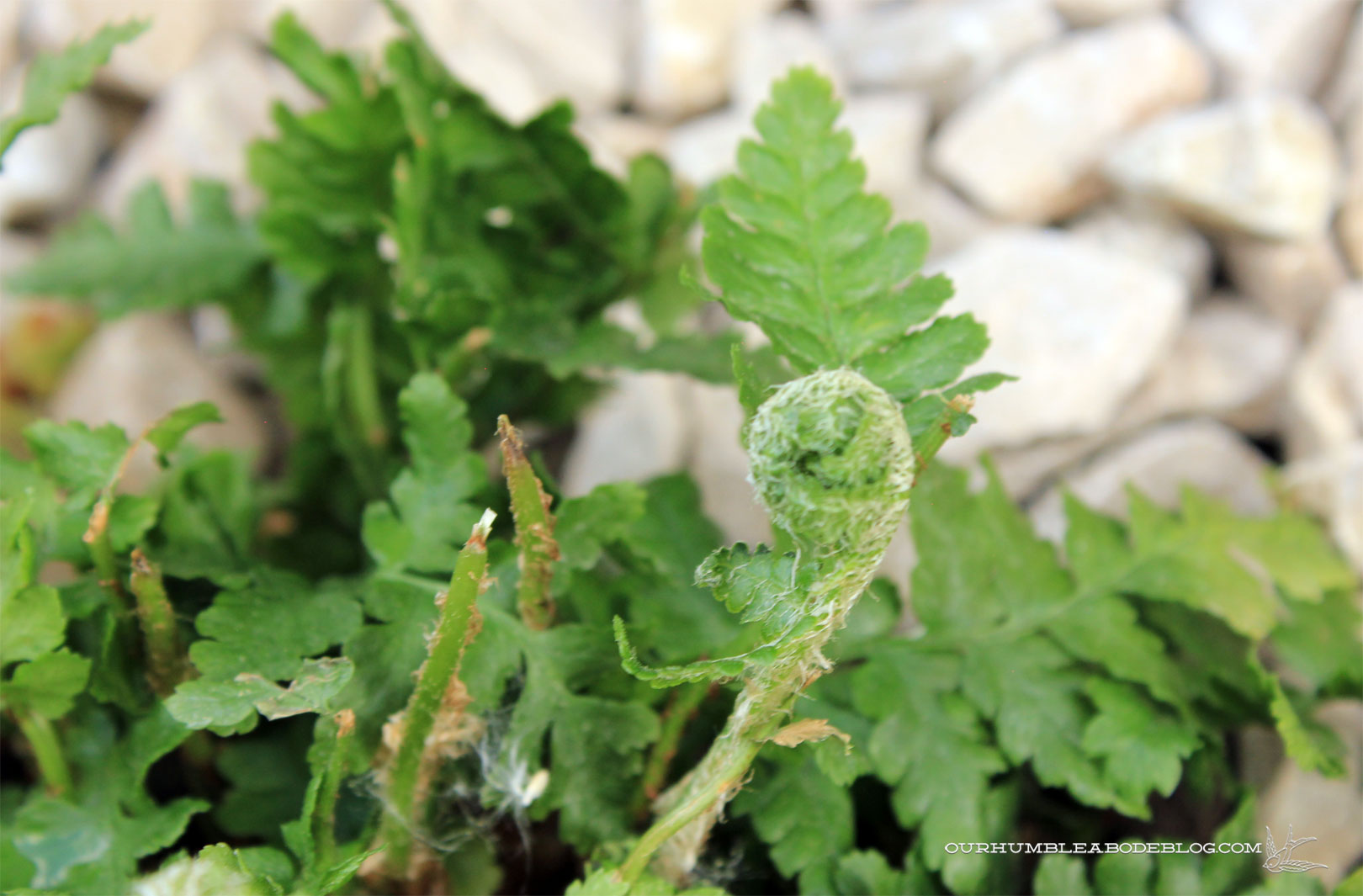 June-Garden-Fern-Head