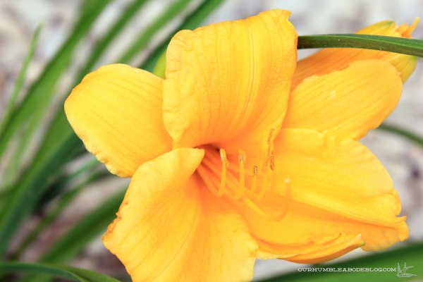 June-Garden-Update-Day-Lily-Bloom