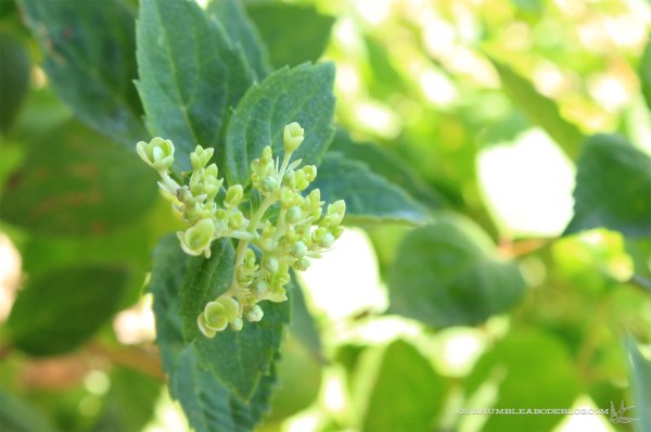 June-Garden-Update-Front-Hydrangea-Bud