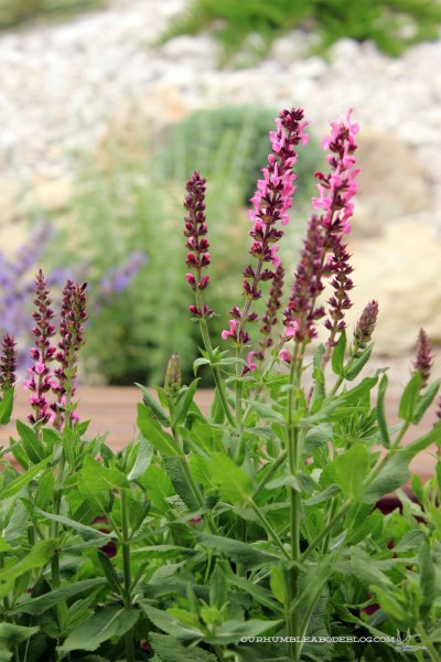 June-Garden-Update-Salvia-Detail