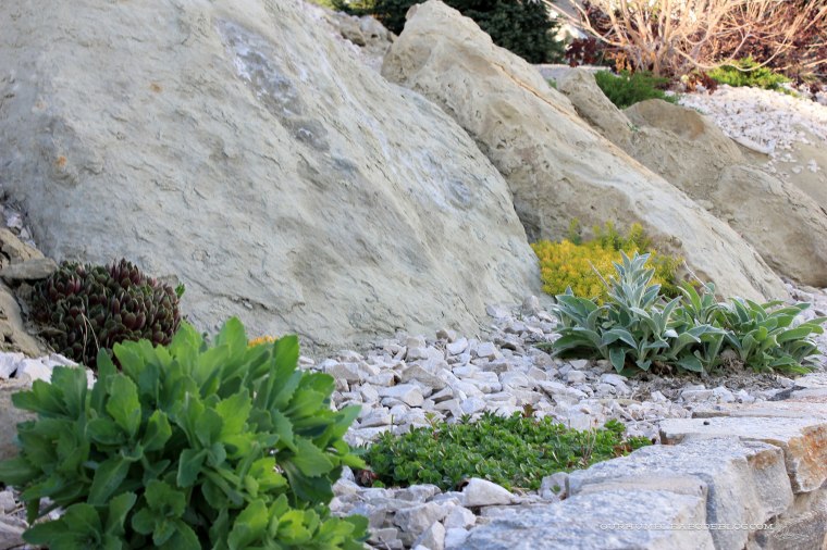 May-2018-Garden-Growing-Succulents