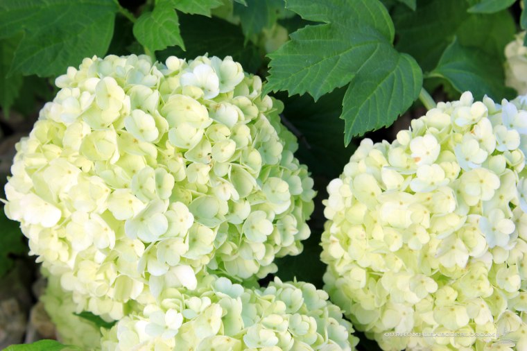 May-2018-Garden-Growing-Viburnum