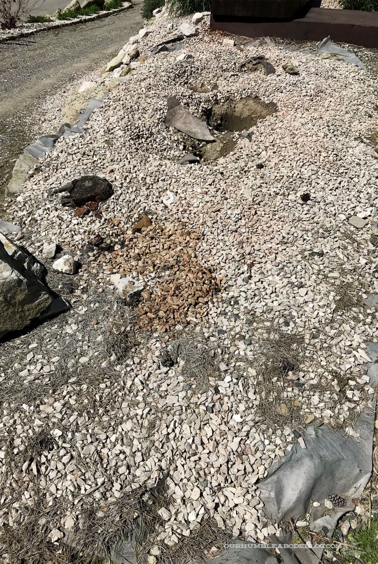 Rock-Planter-Before-Removing