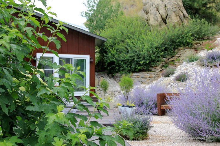 July-2018-Garden-Update-Back-Viburnum-Detail
