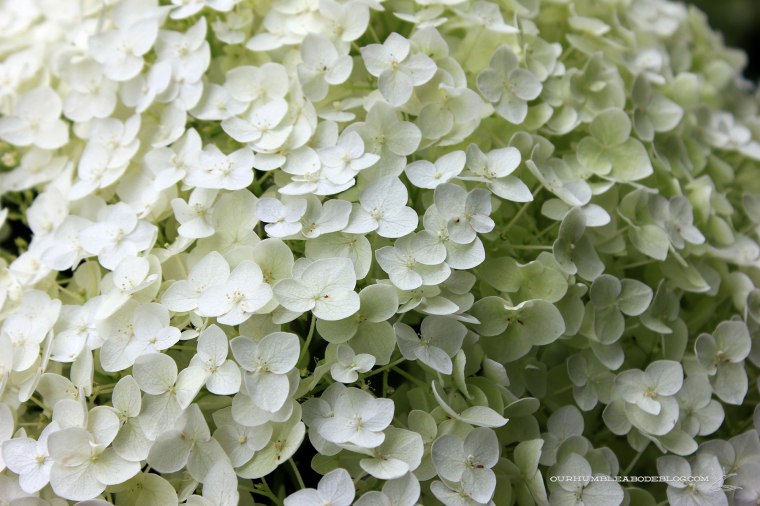 July-2018-Garden-Update-Hydrangea-Detail
