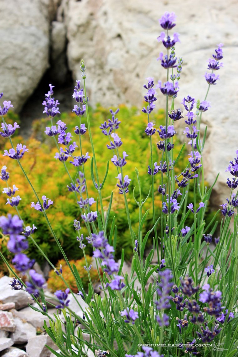 July-2018-Garden-Update-New-Lavender