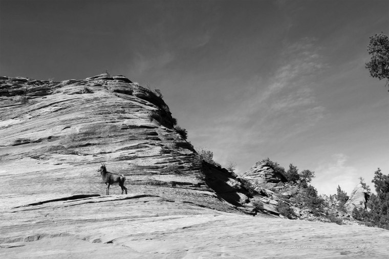 Zion-Sheep-Black-and-White